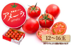 【2025年12月配送】アメーラ トマト 12-16玉