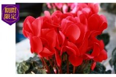 【先行予約】 花 シクラメン 鉢 植え ６号鉢 サイズ 赤 お花 フラワー 冬 季節 ガーデン ガーデニング 庭 贈答 プレゼント ギフト 植物 2025年12月初旬より発送開始 オンライン決済限定  [4565494]