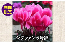 【先行予約】 花 シクラメン 鉢植え 6号 ピンク フラワー 冬 季節 ガーデン ガーデニング 庭 贈答 プレゼント ギフト 植物 2025年12月初旬より発送開始 オンライン決済限定 [4565554]