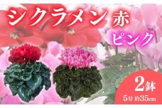 【先行予約】 花 シクラメン 鉢植え 5号 2鉢 2色 セット 冬 季節 ガーデン ガーデニング 庭 贈答 プレゼント ギフト 植物 2025年12月初旬より発送開始 オンライン決済限定 [4565637]