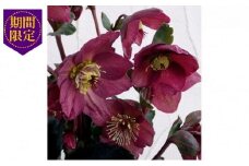 【先行予約】 花 クリスマス ローズ 新品種 氷の 薔薇 レッド 4.5号 赤 季節 冬 ガーデニング ガーデン 庭 贈答 プレゼント ギフト 2026年1月中旬より発送開始 オンライン決済限定 [4790243]