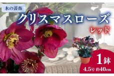 【先行予約】 花 クリスマス ローズ 新品種 氷の 薔薇 レッド 4.5号 赤 季節 冬 ガーデニング ガーデン 庭 贈答 プレゼント ギフト 2026年1月中旬より発送開始 オンライン決済限定 [4790243]