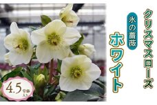 【先行予約】 花 クリスマス ローズ 冬の貴婦人 氷の薔薇ホワイト 白 開花株 4.5号 冬 季節 ガーデン ガーデニング 庭 贈答 プレゼント ギフト 植物 2026年1月中旬より発送開始 オンライン決済限定 [4984271]