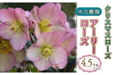【先行予約】 花 冬の貴婦人 クリスマスローズ 新品種 アーリーローズ 開花株 4.5号 冬 季節 ガーデン ガーデニング 庭 贈答 プレゼント ギフト 植物 2025年12月中旬より発送開始 オンライン決済限定  [4984270]