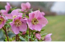 【先行予約】 花 冬の貴婦人 クリスマスローズ 新品種 ラベンダー ピンク 開花株 4.5号 冬 季節 ガーデン ガーデニング 庭 贈答 プレゼント ギフト 植物 2025年12月初旬より発送開始 オンライン決済限定 [5254986]