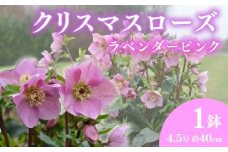 【先行予約】 花 冬の貴婦人 クリスマスローズ 新品種 ラベンダー ピンク 開花株 4.5号 冬 季節 ガーデン ガーデニング 庭 贈答 プレゼント ギフト 植物 2025年12月初旬より発送開始 オンライン決済限定 [5254986]