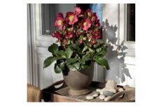 【先行予約】 花 クリスマスローズ 鉢植え 氷の薔薇 ベノッタ 開花株 4.5号 冬 季節 ガーデン ガーデニング 庭 贈答 プレゼント ギフト 植物 2025年12月中旬より発送開始 オンライン決済限定 [5667477]
