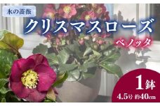 【先行予約】 花 クリスマスローズ 鉢植え 氷の薔薇 ベノッタ 開花株 4.5号 冬 季節 ガーデン ガーデニング 庭 贈答 プレゼント ギフト 植物 2025年12月中旬より発送開始 オンライン決済限定 [5667477]
