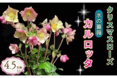 【先行予約】 花 クリスマスローズ 鉢植え 氷の薔薇 カルロッタ 開花株 4.5号 冬 季節 ガーデン ガーデニング 庭 贈答 プレゼント ギフト 植物 2025年12月中旬より発送開始 オンライン決済限定 [5667478]