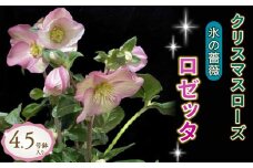 【先行予約】 花 クリスマスローズ 鉢植え 氷の薔薇 ロゼッタ 開花株 4.5号 クリスマス 冬 季節 ガーデン ガーデニング 庭 贈答 プレゼント ギフト 植物 2025年12月中旬より発送開始 オンライン決済限定 [5667479]