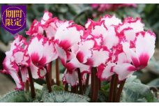 【先行予約】 花 シクラメン 鉢植え ビクトリア 6号 高級感 冬 季節 ガーデン ガーデニング 庭 贈答 プレゼント ギフト 植物 2025年12月初旬より発送開始 オンライン決済限定 [4565502]