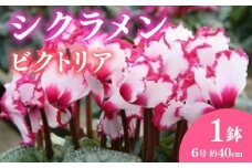 【先行予約】 花 シクラメン 鉢植え ビクトリア 6号 高級感 冬 季節 ガーデン ガーデニング 庭 贈答 プレゼント ギフト 植物 2025年12月初旬より発送開始 オンライン決済限定 [4565502]