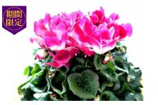 【先行予約】 花 シクラメン 鉢植え 複色系 6号 高級感 溢れる プルマージュ 冬 季節 ガーデン ガーデニング 庭 贈答 プレゼント ギフト 植物 2025年12月初旬より発送開始 オンライン決済限定  [4565563]