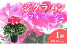 【先行予約】 花 シクラメン 鉢植え 複色系 6号 高級感 溢れる プルマージュ 冬 季節 ガーデン ガーデニング 庭 贈答 プレゼント ギフト 植物 2025年12月初旬より発送開始 オンライン決済限定  [4565563]