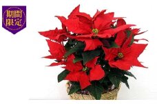 【先行予約】 花 ポインセチア 鉢植え 赤 5号 クリスマス フラワー 冬 ガーデニング ガーデン 庭 贈答 プレゼント ギフト 植物 2025年11月中旬より発送開始 オンライン決済限定 [4565574]