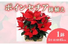 【先行予約】 花 ポインセチア 鉢植え 赤 5号 クリスマス フラワー 冬 ガーデニング ガーデン 庭 贈答 プレゼント ギフト 植物 2025年11月中旬より発送開始 オンライン決済限定 [4565574]