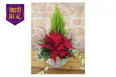 【先行予約】 花 クリスマス 寄植え テラコッタ ポインセチア ガーデニング ギフト 花鉢 冬 季節 ガーデン ガーデニング 庭 贈答 プレゼント ギフト 植物 2025年11月中旬より発送開始 オンライン決済限定 [4756341]
