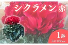 【先行予約】 花 高級 シクラメン 鉢植え 赤 系 5号 冬 季節 ガーデン ガーデニング 庭 贈答 プレゼント ギフト 植物 2025年12月初旬より発送開始 オンライン決済限定 [4905547]
