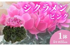 【先行予約】 花 高級 シクラメン 鉢植え ピンク 系 5号 冬 季節 ガーデン ガーデニング 庭 贈答 プレゼント ギフト 植物 2025年12月初旬発送開始 オンライン決済限定 [4905548]