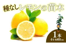【先行予約】 苗木 種なし レモン シードレス あや 苗 植物 家庭菜園 栽培 果物 ガーデン ガーデニング 庭 贈答 プレゼント ギフト 2025年10月より発送開始 オンライン決済限定  [4905553]