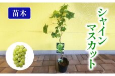 【先行予約】 果樹苗 ぶどう シャインマスカット 苗木 植物 苗 マスカット 2025年10月中旬より発送開始 オンライン決済限定  [5270124]