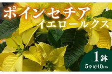【先行予約】 花  ポインセチア イエロー 系 5号 幸運を呼ぶ 黄色 冬 季節 ガーデン ガーデニング 庭 贈答 プレゼント ギフト 植物 2025年11月中旬より発送開始 オンライン決済限定   [5270128]