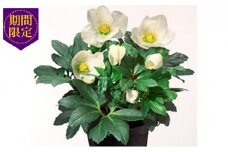 【先行予約】 花 クリスマス ローズ バラ 薔薇 開花 株 4.5号 鉢植え 純白 ニゲル 季節 冬 ガーデニング ガーデン 庭 贈答 プレゼント ギフト 2025年12月初旬より発送開始 オンライン決済限定 [4905550]