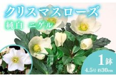 【先行予約】 花 クリスマス ローズ バラ 薔薇 開花 株 4.5号 鉢植え 純白 ニゲル 季節 冬 ガーデニング ガーデン 庭 贈答 プレゼント ギフト 2025年12月初旬より発送開始 オンライン決済限定 [4905550]