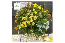 【先行予約】 花 育てる パンジー ビオラ ハンギング バスケット 寄せ植え 生花 自然 お花 植物 フラワー ガーデニング 壁掛け 贈り物 静岡県 藤枝市 2025年11月中旬より発送開始 オンライン決済限定