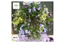 【先行予約】 花 育てる パンジー ビオラ ハンギング リース 寄せ植え 生花 自然 お花 植物 フラワー ギフト ガーデニング 飾り 庭 ベランダ 壁掛け 贈り物 静岡県 藤枝市 2025年11月より発送 オンライン決済限定