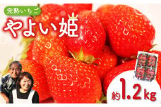 【クラファン支援対象返礼品！】 【 先行予約 : 2026年4月発送予定 】 やよい姫 約1.2kg 300g×4パック いちご  完熟 苺 産地 直送 フレッシュ イチゴ 贈答 フルーツ 果物 国産 静岡 静岡県 藤枝市 ふるさと人気 人気いちご ふるさと納税いちご ふるさといちご furusatoいちご おすすめいちご 送料無料いちご