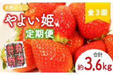 【クラファン支援対象返礼品！】 【 先行予約 : 2026年2月～発送予定 】 【全3回定期便】 やよい姫 約1.2kg 300g×4パック （2月、3月、4月発送） いちご  完熟 苺 産地 直送 フレッシュ イチゴ 贈答 フルーツ 果物 国産 静岡県 藤枝市