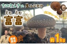 【先行予約：2025年11月以降順次発送】生 しいたけ 富富（とむとむ）約1kg さのさんち 椎茸 シイタケ 肉厚 ジューシー きのこ 静岡県 藤枝市 人気 野菜 旬 安心 安全 JGAP認証農場