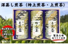 深蒸し煎茶《特上煎茶[200g×1本]・上煎茶[200g×2本]》 お茶 緑茶 