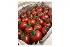 ナグリファームのフルティカトマト（秋届け）