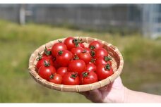 機能性表示食品 Hapitoma ハピトマ 糖度6（1kg）健康 ヘルシー GABA リコピン 人気 厳選 袋井市
