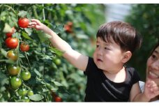 【12ヶ月定期便】機能性表示食品 Hapitoma ハピトマ 糖度7（1kg）健康 ヘルシー GABA リコピン 人気 厳選 袋井市