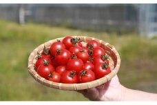 機能性表示食品 Hapitoma ハピトマ 糖度9（1kg）健康 ヘルシー GABA リコピン 人気 厳選 袋井市