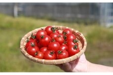 機能性表示食品 Hapitoma ハピトマ 糖度8（1kg）健康 ヘルシー GABA リコピン 人気 厳選 袋井市