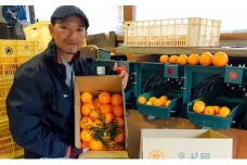 こたつみかん　約10kg（サイズいろいろ・ワケあり品）【配達不可地域あり】