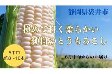 【先行予約】 極めて甘い白いとうもろこし 6月中旬より発送 おすすめ コーン トウモロコシ 採れたて 新鮮 健康 ヘルシー 人気 厳選 袋井市