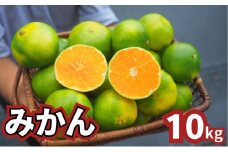 青みかん 10kg   2025年9月頃から順次発送 青みかん ミカン 果物 フルーツ 冬 蜜柑 静岡 袋井市 果物類 柑橘 柑橘類 デザート 食後 おやつ