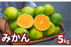 青みかん 5kg　2025年9月から順次発送 青みかん ミカン 果物 フルーツ 冬 蜜柑 静岡 袋井市 果物類 柑橘 柑橘類 デザート 食後 おやつ 