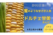 【 先行予約 】リピーター続出！ とうもろこし 【 ドルチェ甘美 】約5kg 10～12本 トウモロコシ 甘い 野菜 採れたて 朝採り 農家直送 袋井市 静岡県