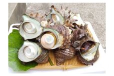 辻水産の活きさざえ　Hセット