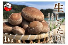 ＜サントピア下田＞生しいたけ(菌床) 1.0kg