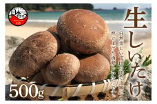 ＜サントピア下田＞生しいたけ(菌床)　500g
