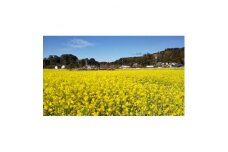 日本一前向きな「前向花畑」のオーナー(菜の花)【1498614】