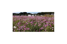 日本一前向きな「前向花畑」のオーナー(コスモス)【1498609】