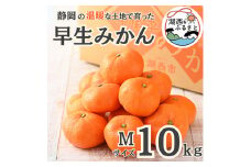 ＜先行受付＞＜11月上旬より順次出荷予定＞早生みかん約10kg Mサイズ〔鈴木農園〕【1510127】